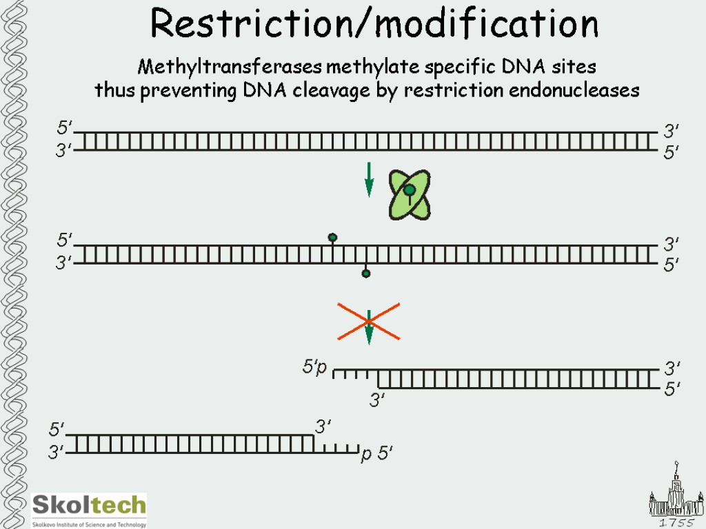 Restriction/modification Methyltransferases methylate specific DNA sites thus preventing DNA cleavage by restriction endonucleases